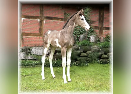 German Riding Horse, Stallion, 1 year
