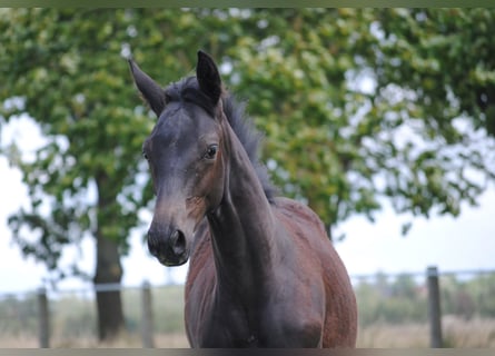 German Riding Horse, Stallion, 1 year, Gray-Dark-Tan