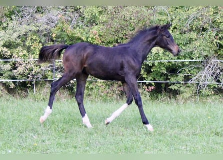 German Riding Horse, Stallion, 1 year, Smoky-Black
