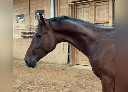 German Riding Horse, Stallion, 2 years, 16.1 hh, Brown
