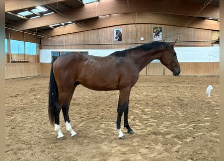 German Riding Horse, Stallion, 2 years, 16,1 hh, Brown