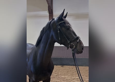 German Riding Horse, Stallion, 3 years, 16.1 hh, Bay-Dark