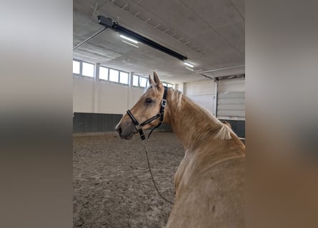 German Riding Horse, Stallion, 3 years, 16,1 hh, Palomino