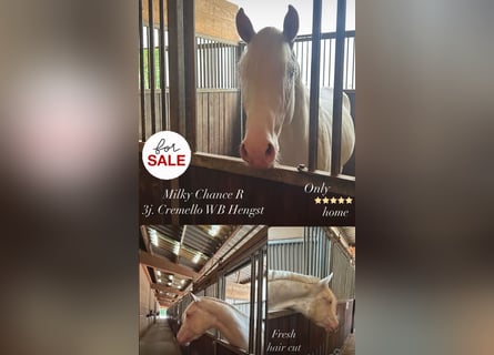 German Riding Horse, Stallion, 3 years, 16 hh, Cremello