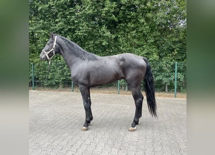 German Riding Horse, Stallion, 3 years, 16,2 hh, Black
