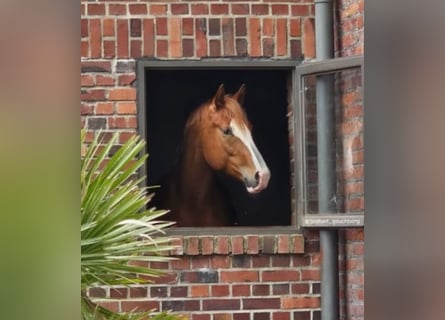German Riding Horse, Stallion, 3 years, 16,2 hh, Chestnut-Red