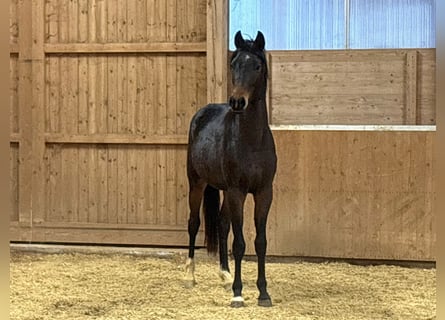 German Riding Horse, Stallion, 3 years, Brown
