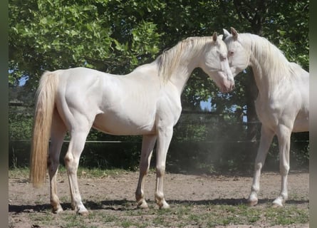 German Riding Horse, Stallion, 9 years, 15,2 hh, Perlino