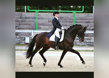 German Riding Horse, Stallion, 23 years, 16.2 hh, Bay-Dark