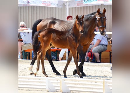 German Riding Horse, Stallion, Foal (04/2023), 16 hh, Brown