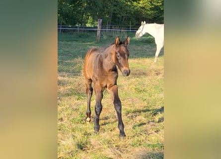 German Riding Horse, Stallion, , Brown