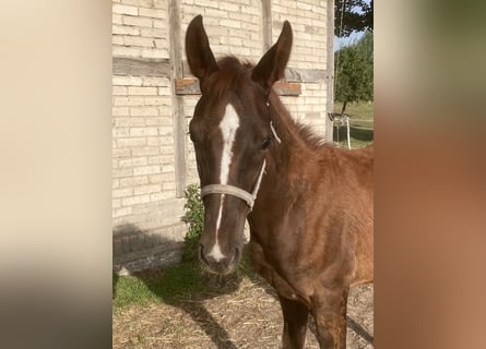German Riding Horse, Stallion, Foal (03/2025), Chestnut