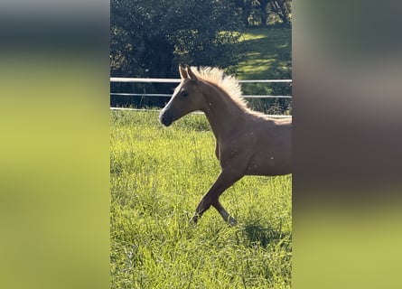 German Riding Horse, Stallion, Foal (06/2026), Palomino