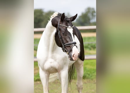 German Riding Horse, Stallion, 6 years, 16.1 hh, Pinto