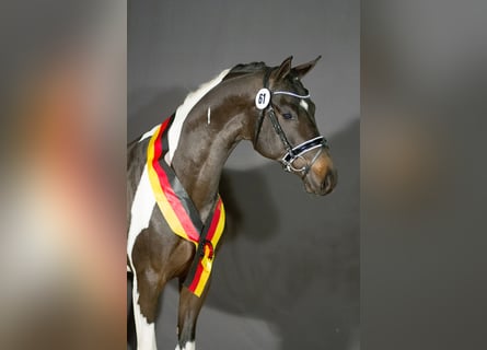 German Riding Horse, Stallion, 10 years, 16.2 hh, Pinto