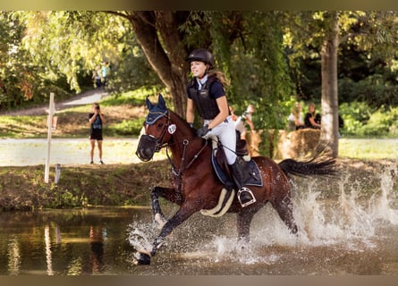German Riding Pony, Gelding, 10 years, 13.3 hh, Brown