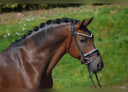 German Riding Pony, Gelding, 10 years, 14.1 hh, Bay-Dark