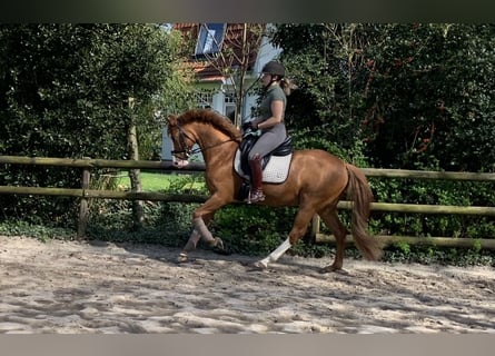 German Riding Pony, Gelding, 10 years, 14,1 hh, Chestnut-Red