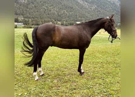 German Riding Pony, Gelding, 10 years, 14.1 hh