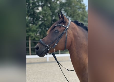 German Riding Pony, Gelding, 10 years, 14,2 hh, Brown