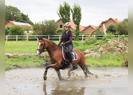 German Riding Pony, Gelding, 10 years, 14.2 hh, Brown