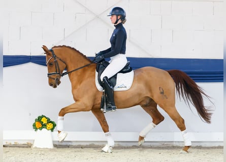 German Riding Pony, Gelding, 10 years, 14.2 hh, Chestnut-Red