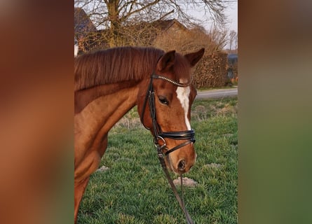 German Riding Pony, Gelding, 10 years, 14 hh, Chestnut-Red