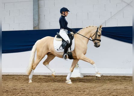 German Riding Pony, Gelding, 10 years, 14 hh, Palomino