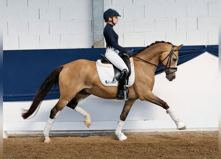German Riding Pony, Gelding, 10 years, 14,1 hh, Dun