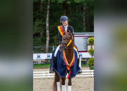 German Riding Pony, Gelding, 10 years, 14,2 hh, Chestnut