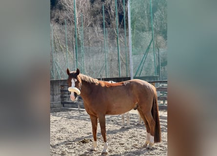 German Riding Pony, Gelding, 10 years, 14,2 hh, Chestnut-Red