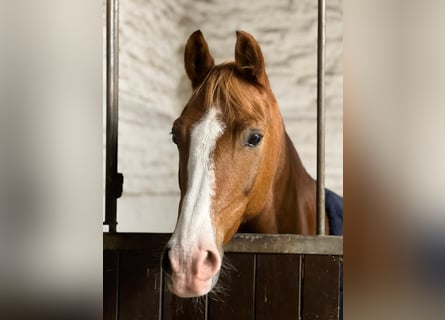 German Riding Pony, Gelding, 10 years, 14,2 hh, Dun