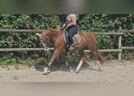 German Riding Pony, Gelding, 10 years, 15 hh, Chestnut-Red