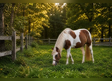 German Riding Pony, Gelding, 10 years, 15 hh