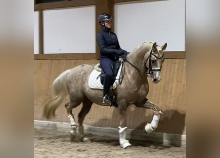 German Riding Pony, Gelding, 10 years, 15 hh, Palomino