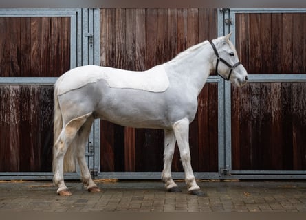 German Riding Pony, Gelding, 11 years, 13,1 hh