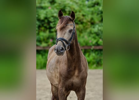 German Riding Pony, Gelding, 11 years, 13,3 hh, Buckskin