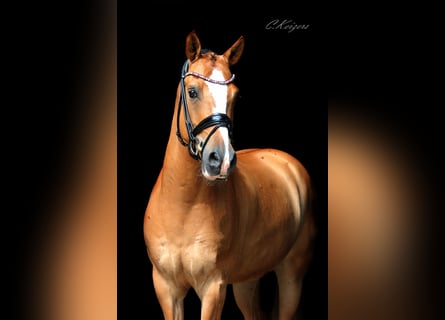 German Riding Pony, Gelding, 11 years, 14,1 hh, Chestnut-Red