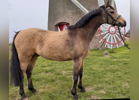German Riding Pony, Gelding, 11 years, 14.1 hh, Dun