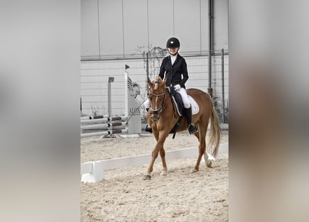 German Riding Pony, Gelding, 11 years, 14.2 hh, Chestnut