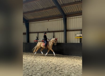 German Riding Pony, Gelding, 11 years, 14.2 hh, Palomino