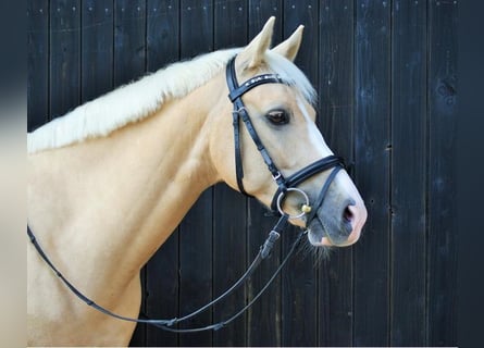 German Riding Pony, Gelding, 11 years, 14,1 hh, Palomino