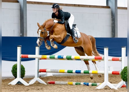 German Riding Pony, Gelding, 11 years, 14,2 hh, Chestnut-Red