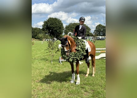 German Riding Pony, Gelding, 11 years, 14,2 hh, Chestnut-Red