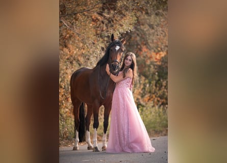 German Riding Pony, Gelding, 11 years, 15 hh, Brown
