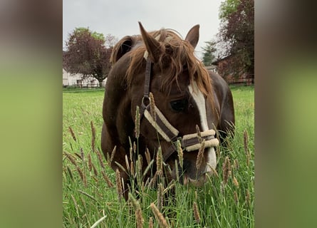 German Riding Pony, Gelding, 11 years, 15 hh, Chestnut