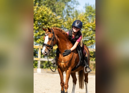 German Riding Pony, Gelding, 12 years, 13,1 hh, Chestnut-Red