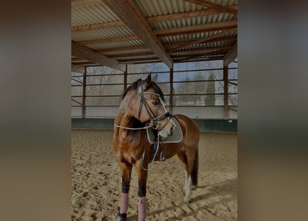 German Riding Pony, Gelding, 12 years, 14.2 hh, Brown