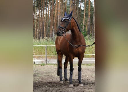 German Riding Pony, Gelding, 12 years, 14.2 hh, Brown