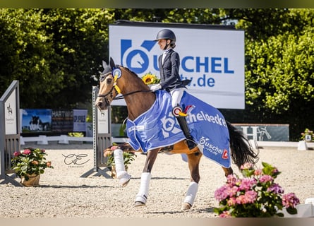 German Riding Pony, Gelding, 12 years, 14.2 hh, Buckskin